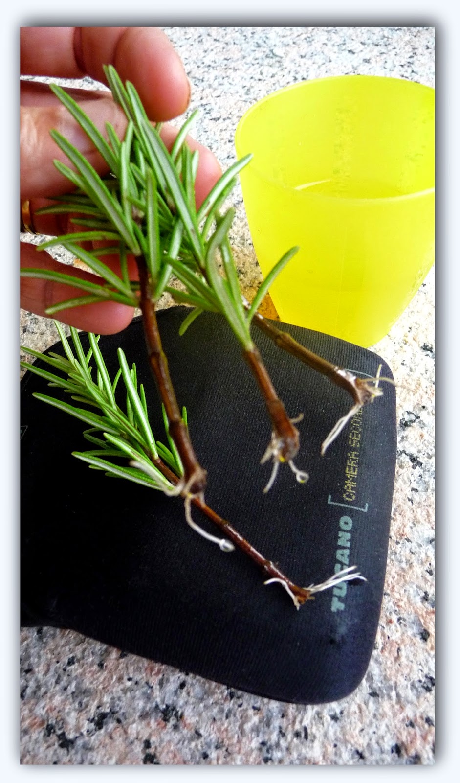 Ricambio Terriccio Rosmarino Click & Grow - Confezione Da 3 Capsule - Foto 7