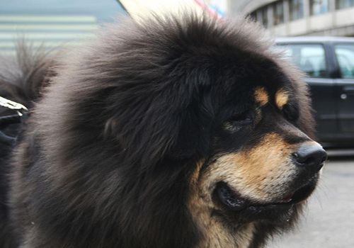 Mengenal Jenis Anjing Tibetan Mastiff Yang Termahal Di Dunia Anjing Tibetan Mastiff