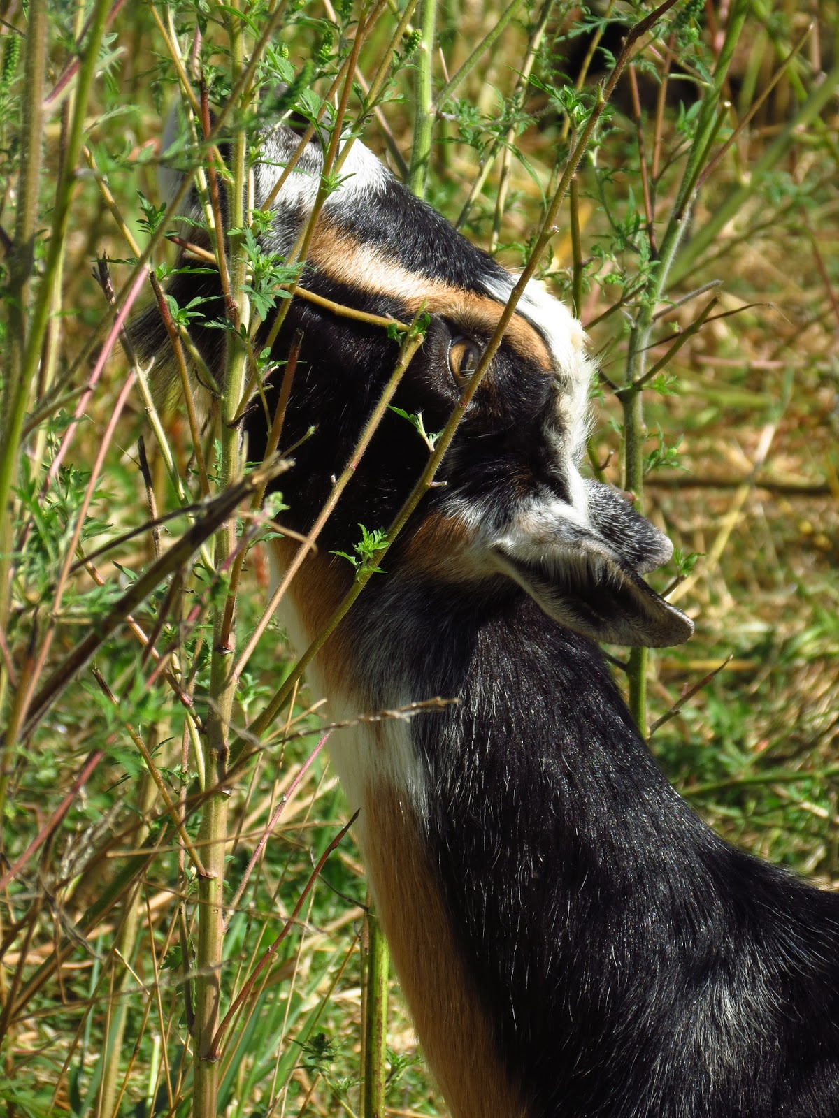 Do Billy Goats Eat Tin Cans at Melvin Jordan blog