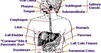 sciencefacts: nutrition in animals