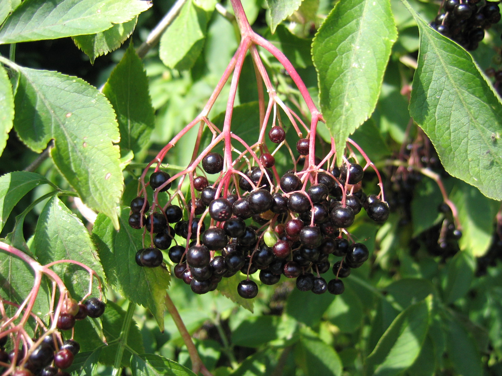 Elder (Sambucus Nigra) Overview, Health Benefits, Side effects Tips
