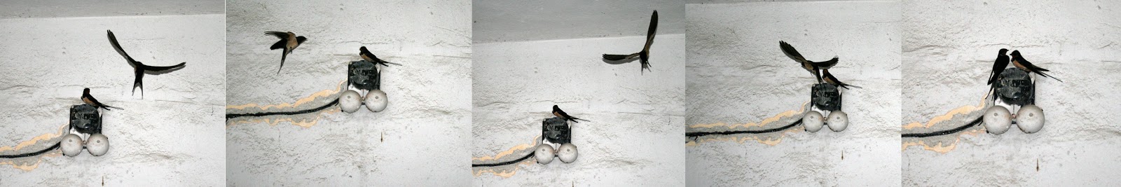 These birds are pretty, but they can't stay. Sadly These birds are pretty, but they can't stay. Sadly