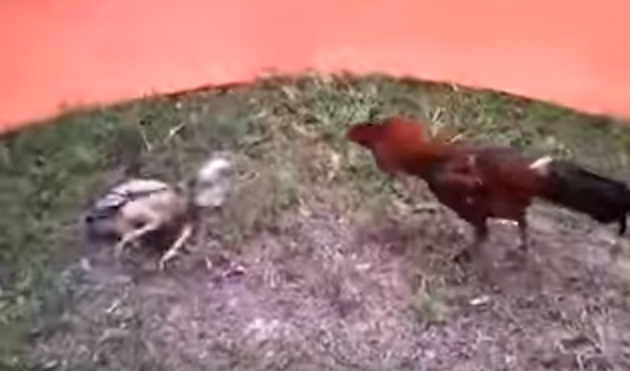 Ciri ayam bangkok adu pukul mati dan cara merawatnya