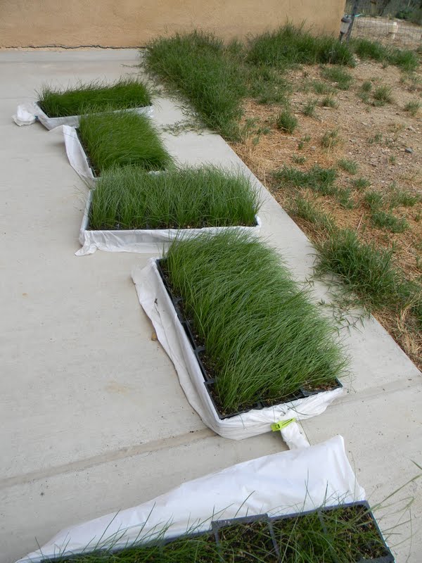 Home. Kids. Life. Summer Projects Growing Grass Plugs