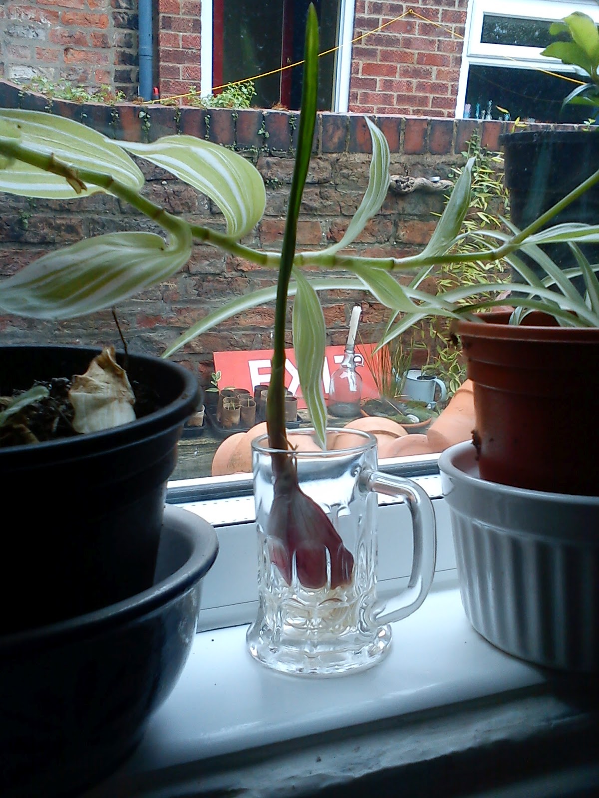 'lotment craeft hydroponic garlic