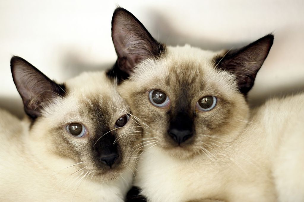 40 Incredibly Adorable Twin Animals Best Photography, Art, Landscapes