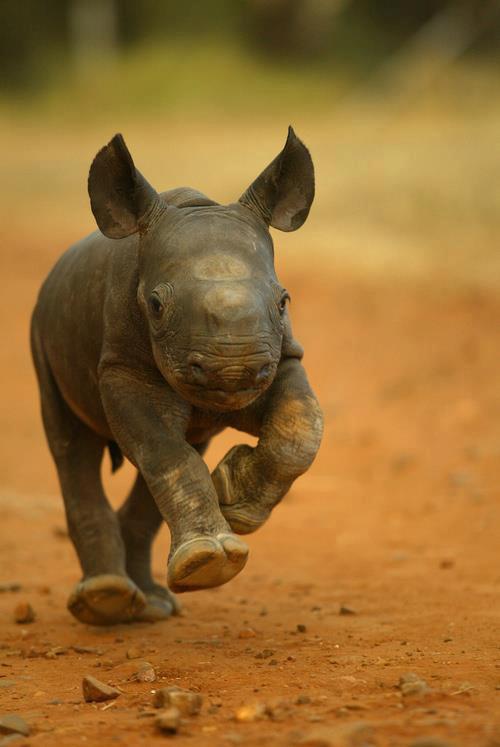 Animales bebés: Rinoceronte