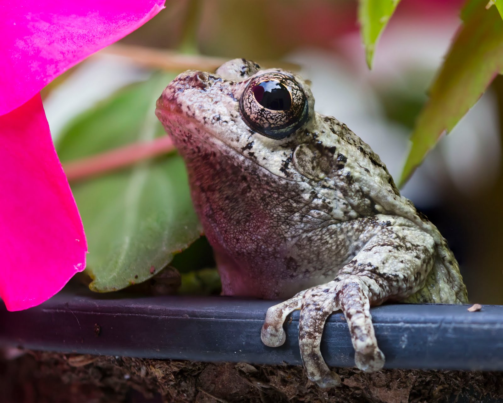 Virginia Life Tree Frogs in the Back Yard
