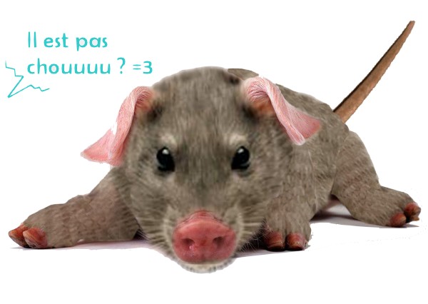 [Image: rat-porc.jpg]
