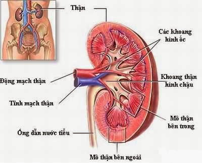 cach-chua-benh-viem-cau-than-bang-dong-y