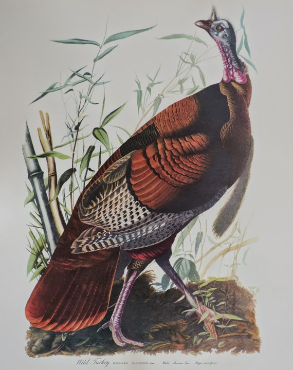 Sandy Scott Art 636 Wild Turkeys