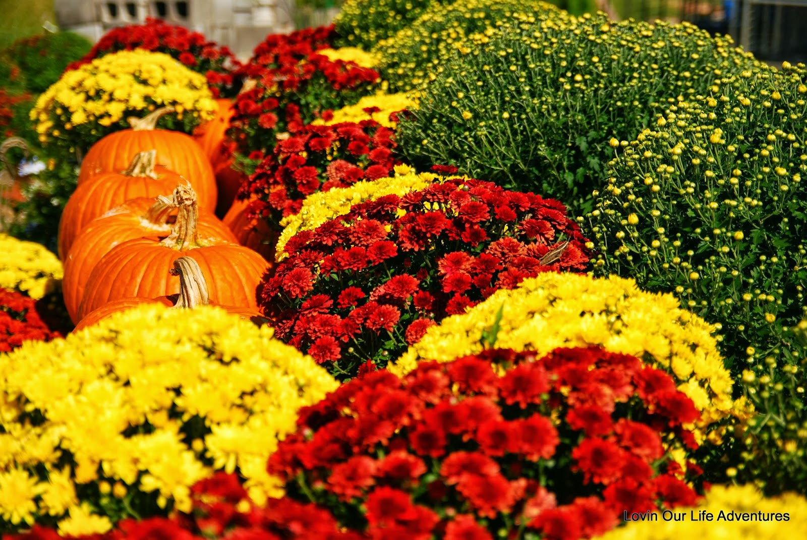 LovinOurLife Adventures Roadside Flower Market, Wichita, KS.