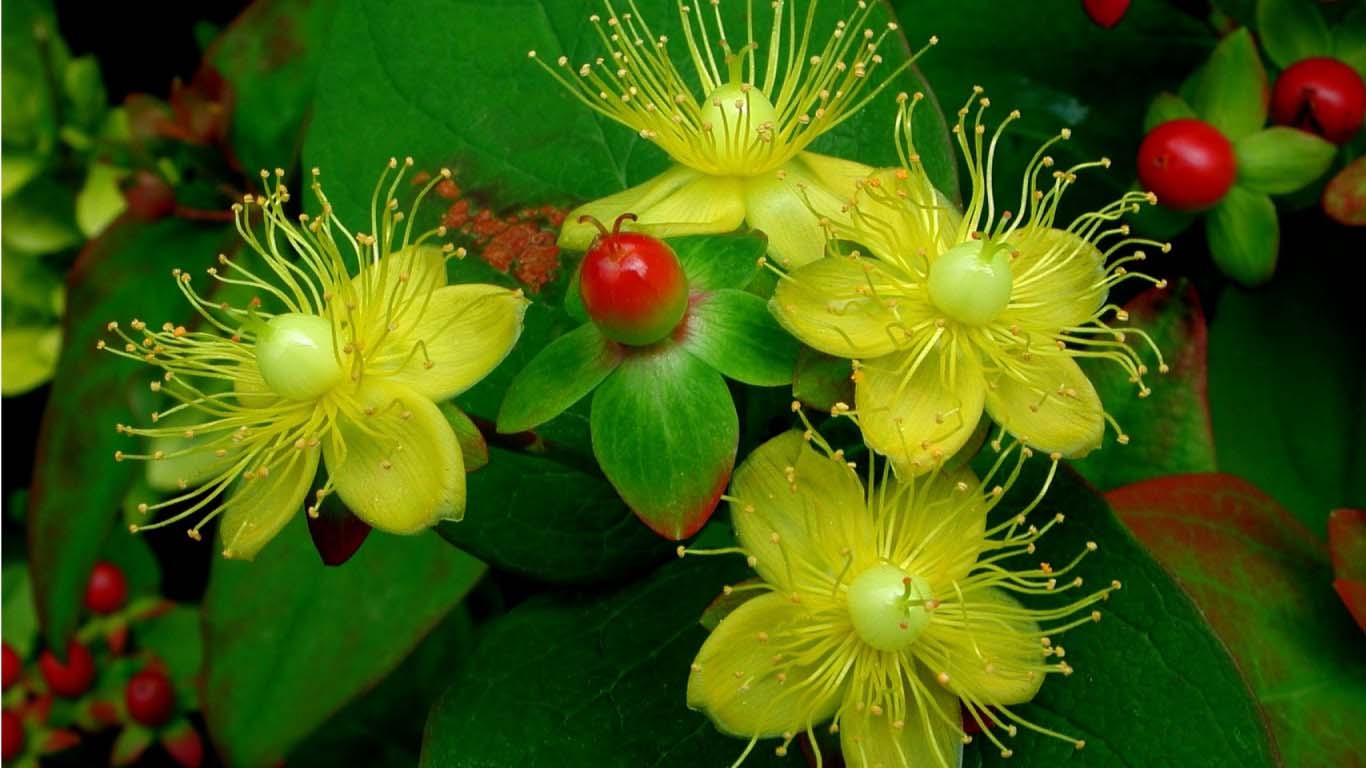 Blooming Flowers Images With High resolution Allfreshwallpaper