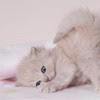 Chatte