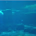 Concerning Belugas: Nemo and Wake or Aurora and Qila? 