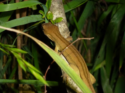 Coromandel Striped Gecko