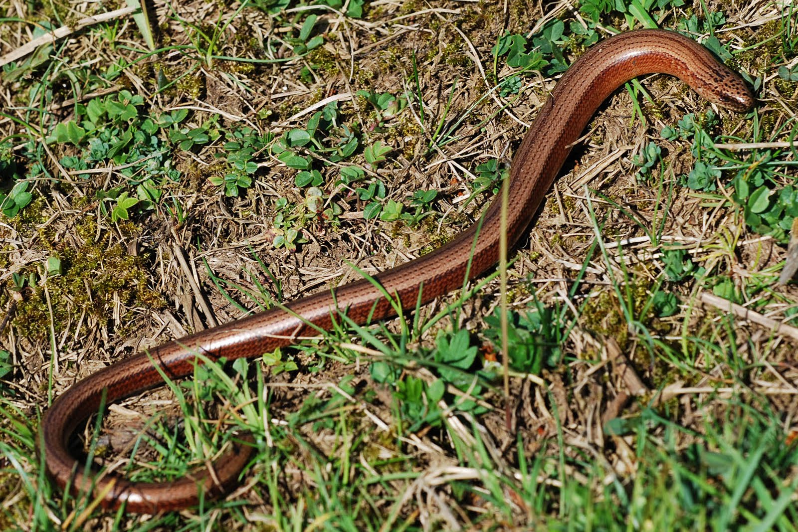 Yorkshire Field Herping and Wildlife Photography Multicoloured Slow