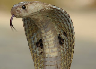 Serpente causa pouso forçado de avião