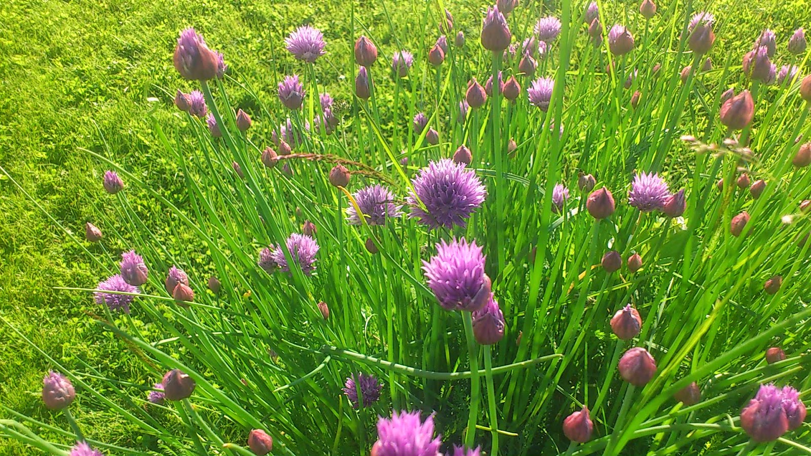 Svanå trädgård: juli 2014