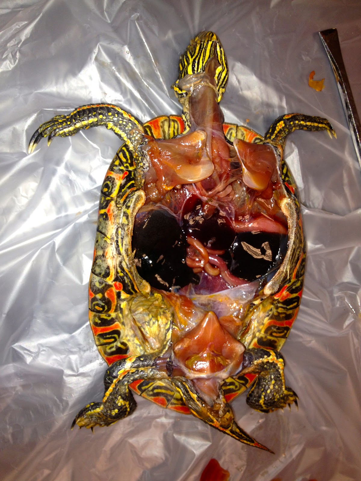 Scrubs, Stethoscopes, and Scalpels The Life of a Vet