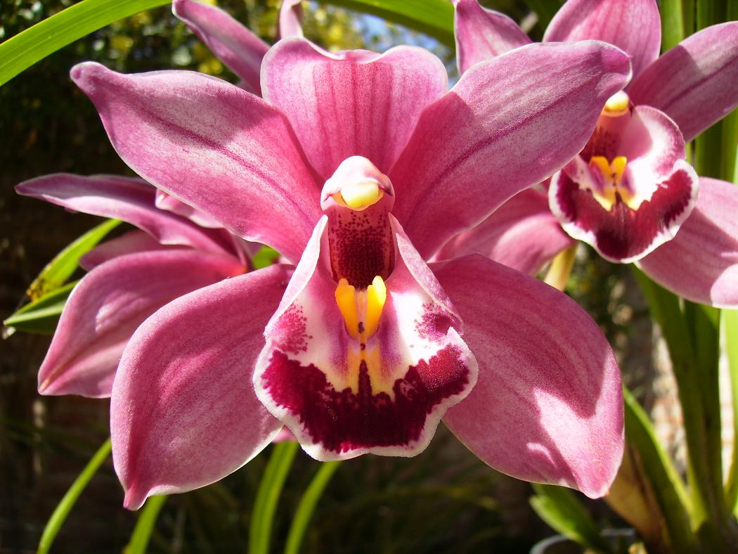 Imágenes de flores y plantas: Orquídea