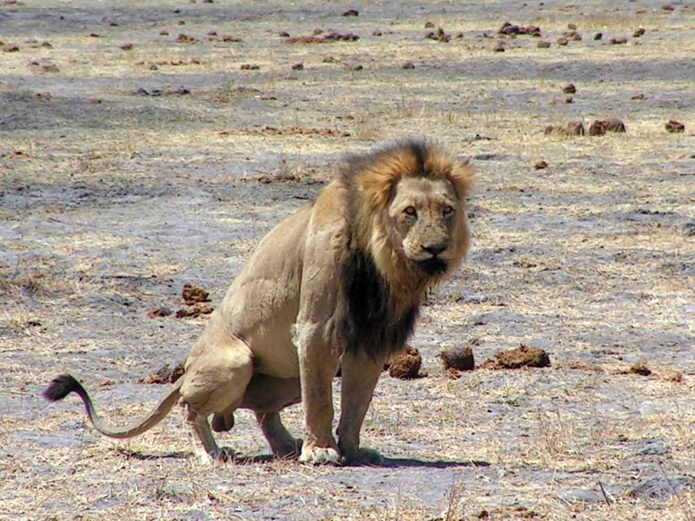 cena hembra voyeur cerca de León cena hembra voyeur cerca de León