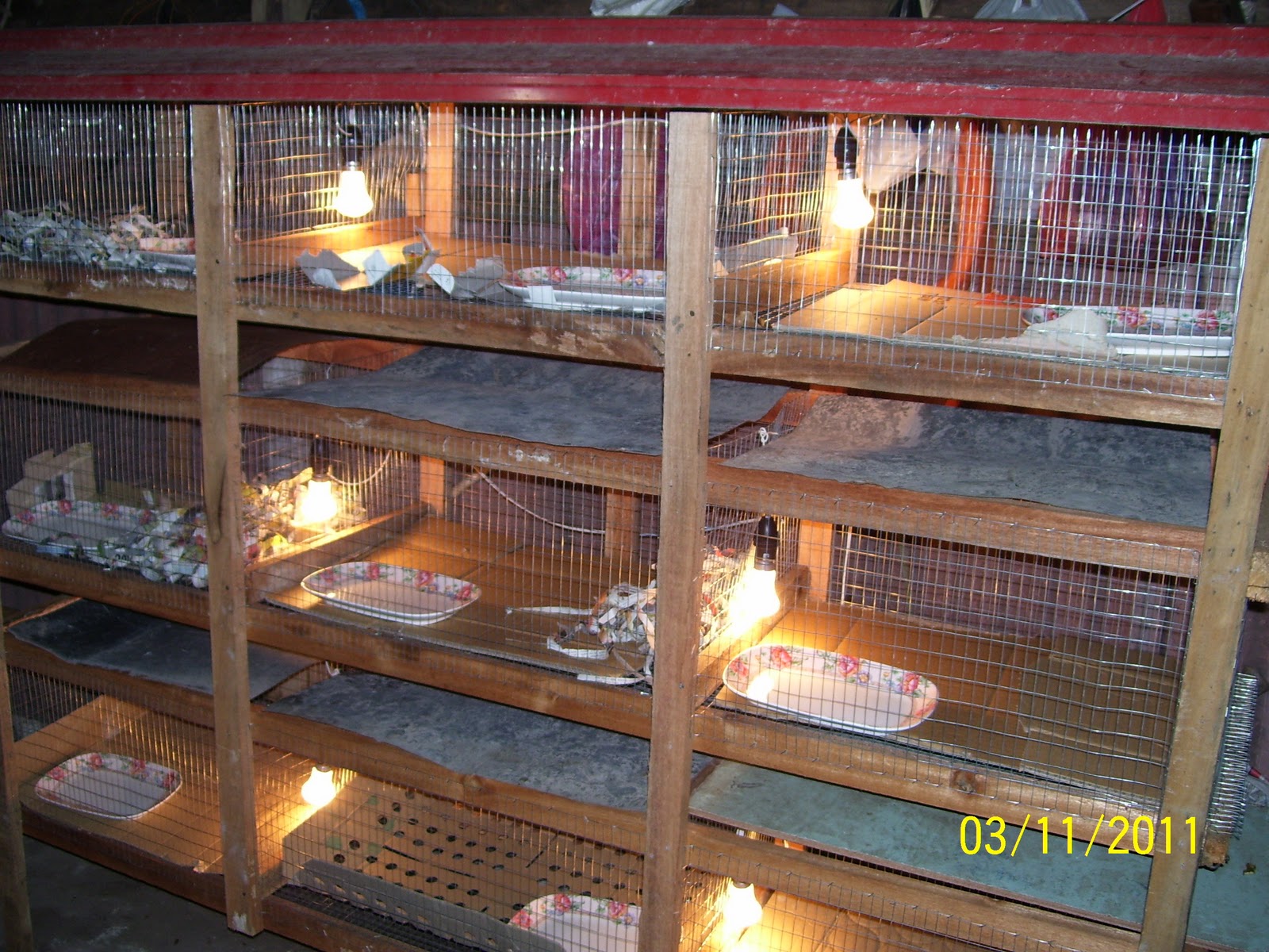 Produk Dari Kampung RAE Agrofarm Ternak Puyuh