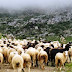 Μολυσμένη σκνίπα απειλεί τα ελληνικά αιγοπρόβατα – Οι κίνδυνοι για τον άνθρωπο