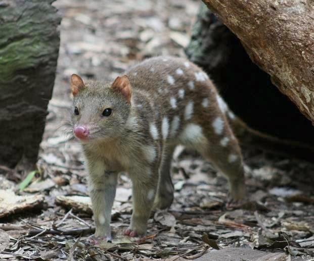 AMAZING WORLD HAVE YOU EVER SPOTTED A TIGER QUOLL?