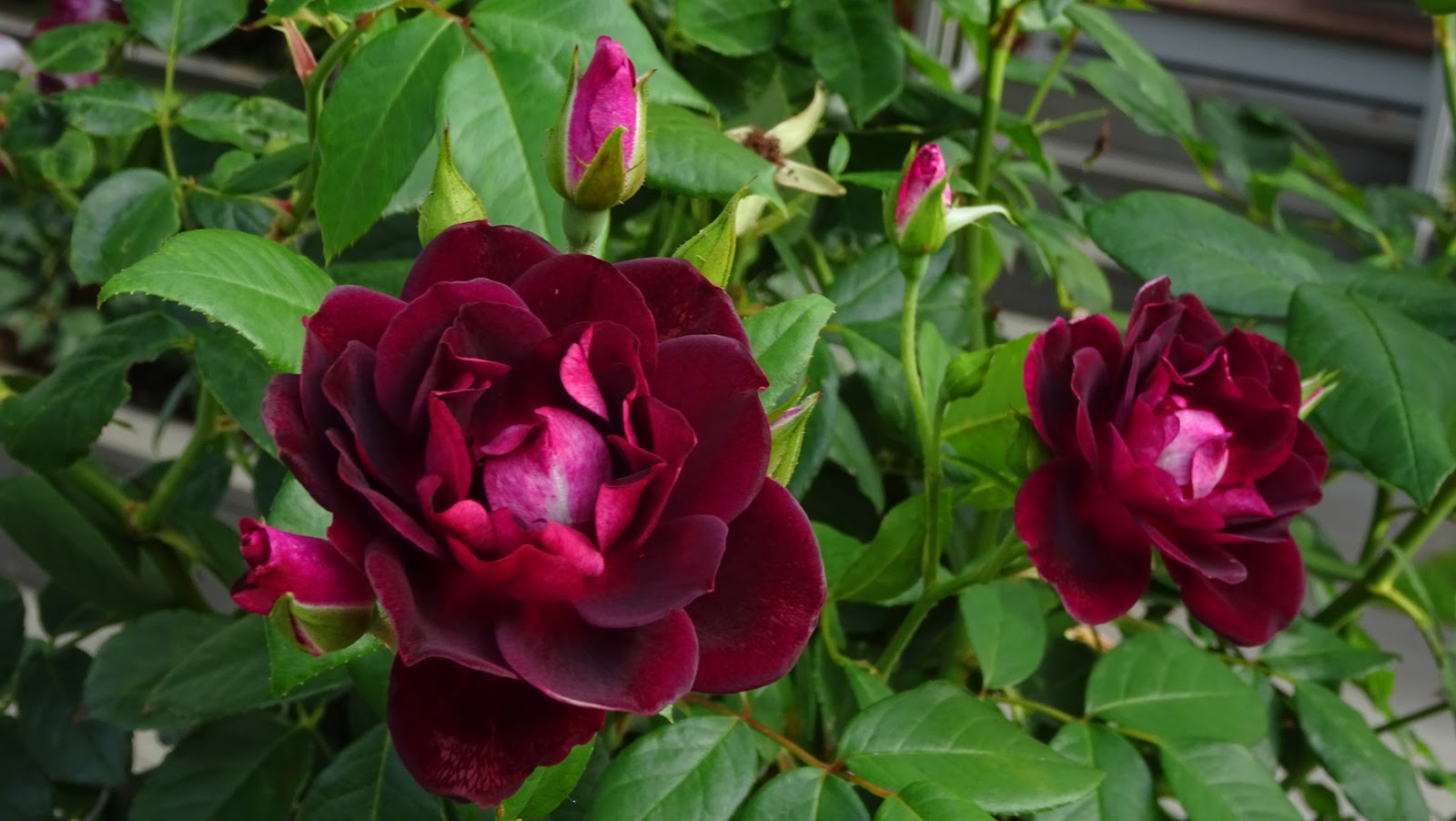 burgundy iceberg rose tree burgundy iceberg rose tree