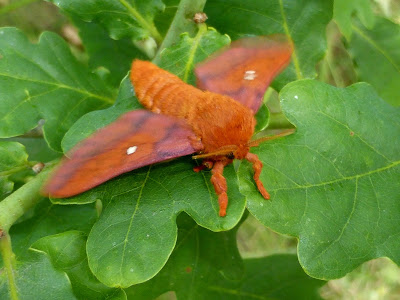 Anisota stigma female Anisota stigma female
