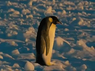 sadpenguin.gif