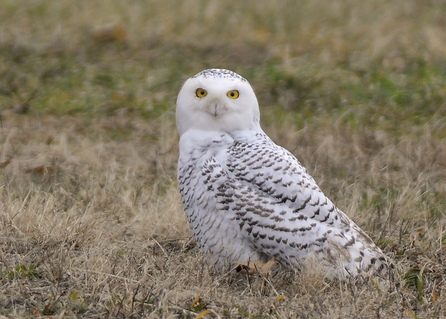 Snowy Owl | The Biggest Animals Kingdom