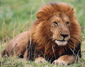 I'm a lion lover...luv u lions...