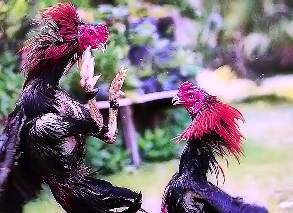 Pakan ternak sapi fermentasi usaha ternak ayam arab