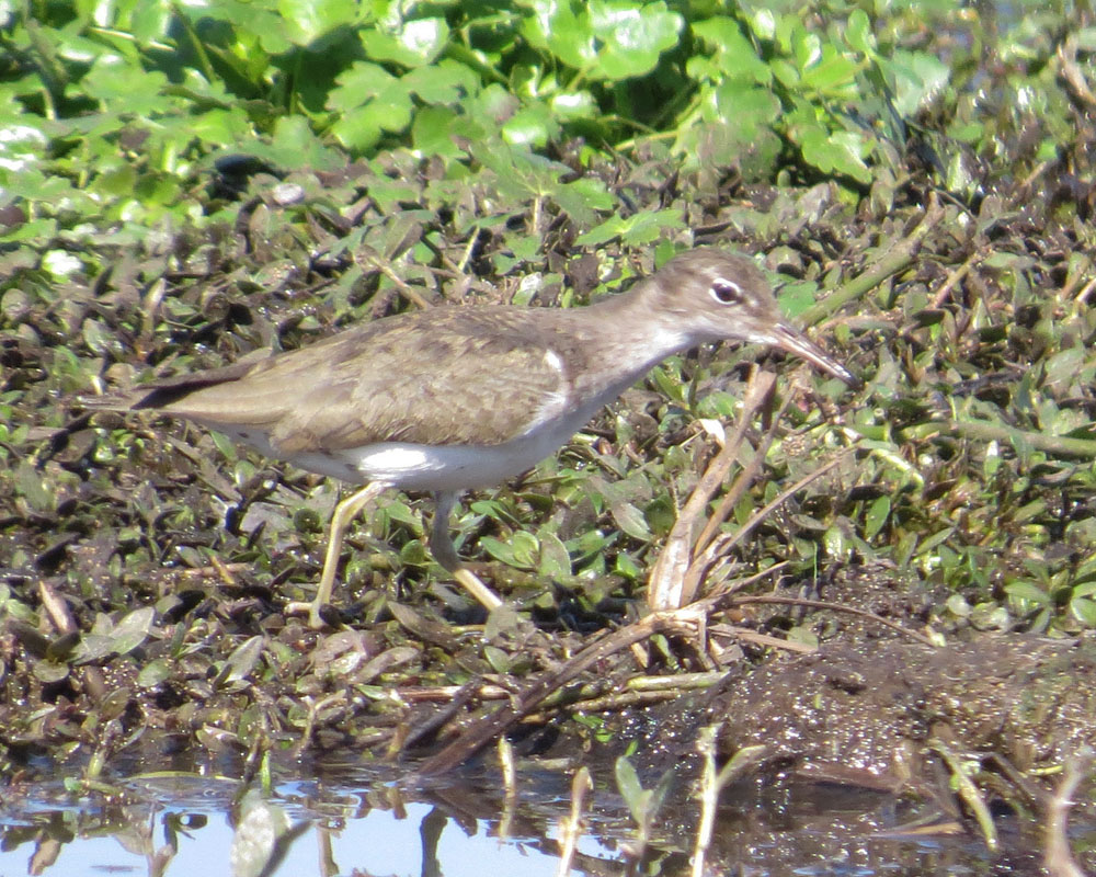 Mary Ann's View Birding Hornsby Bend