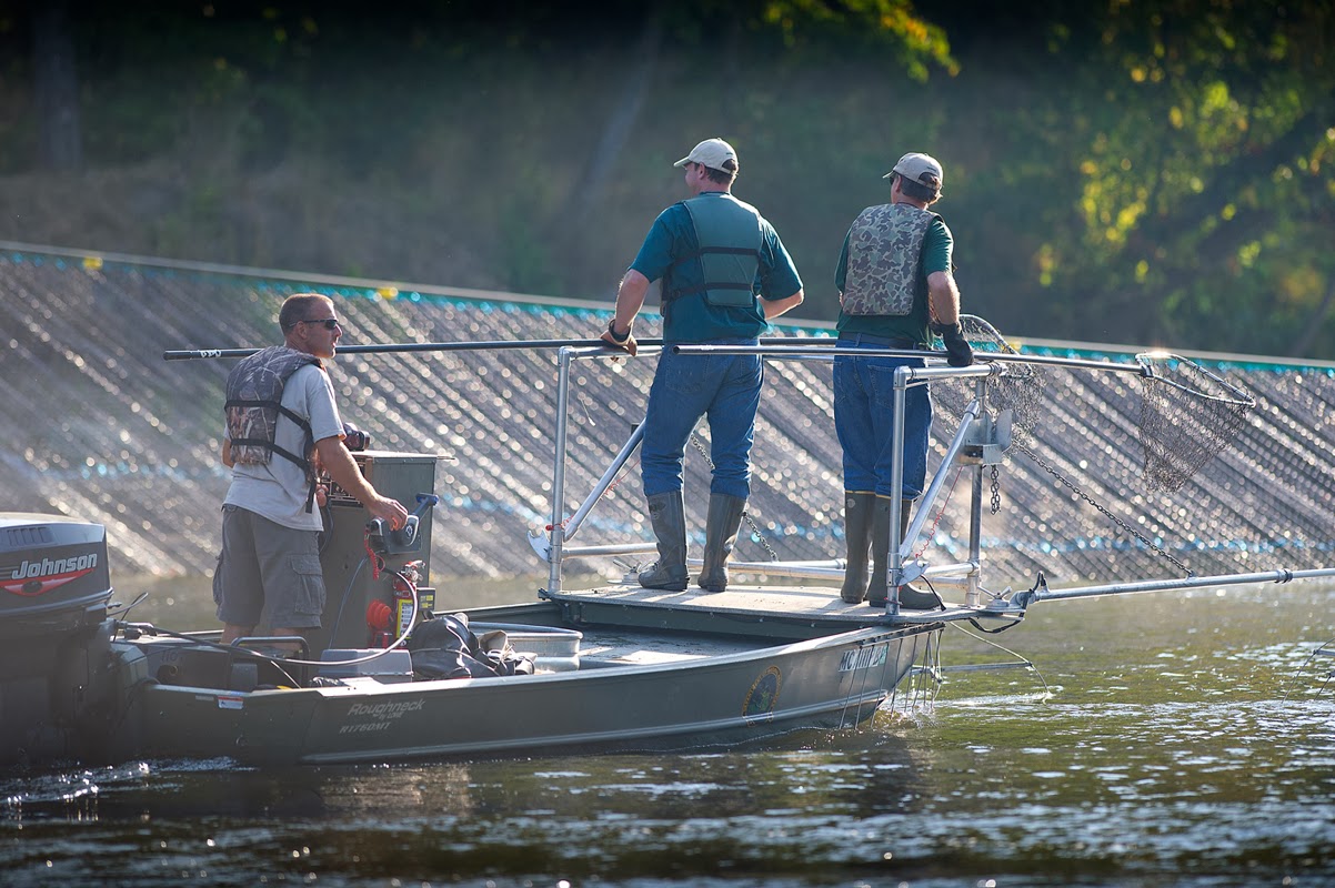 Michigan DNR Fisheries Division prepares for potential Asian carp