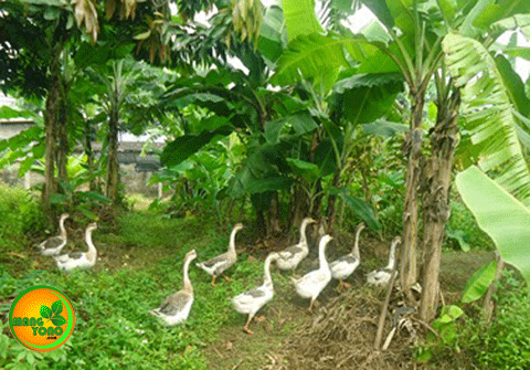 Orang belum kaya gak boleh pelihara angsa... Ini jawabannya Orang belum kaya gak boleh pelihara angsa... Ini jawabannya