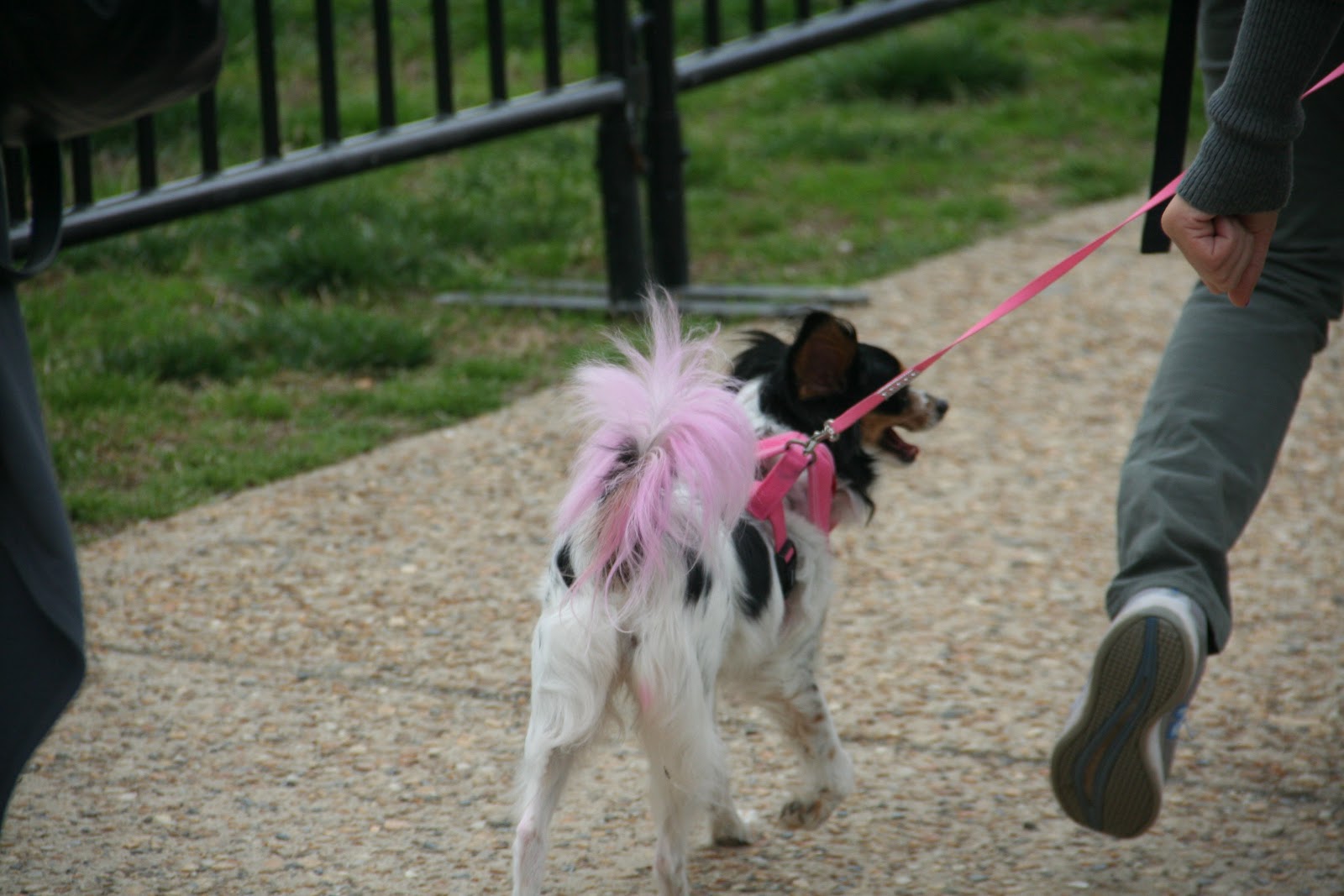 Love, Joy and Peas Cherry Blossom Dog