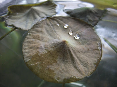 brown lotus leaf, lillypad, humidity, grow indoors