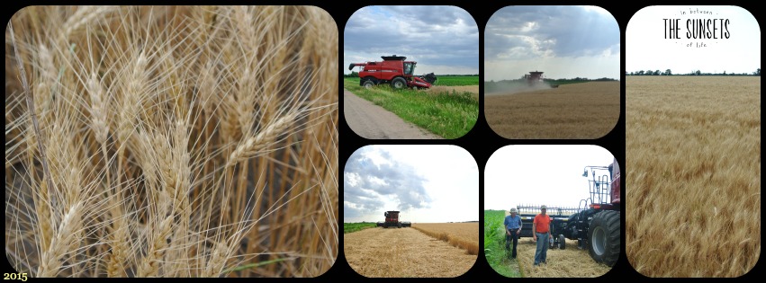 Wheat Farmers