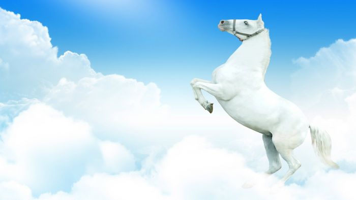 White Horse Running In Snow Beautiful Wallpaper White Horse Running In Snow Beautiful Wallpaper