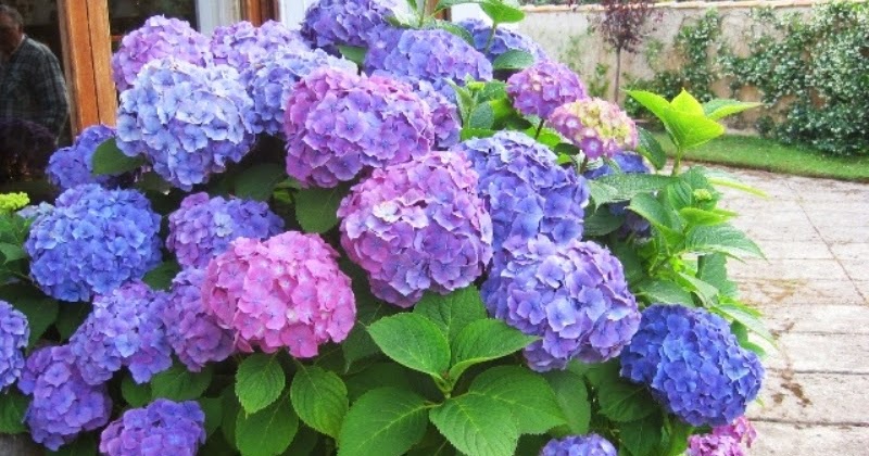 Por el mundo: Flores, flores y flores.