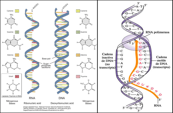 numero de cadenas en el adn y arn cmc sherezade adn numero de cadenas en el adn y arn cmc sherezade adn