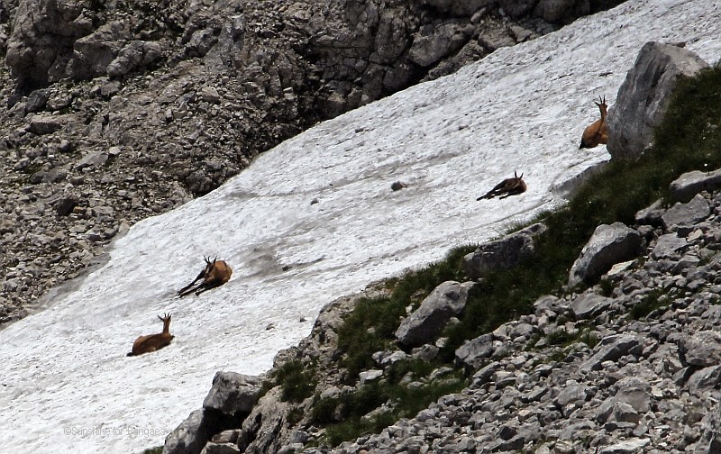 A herd Chamois on a ice field Chamois in the Austrian Alps