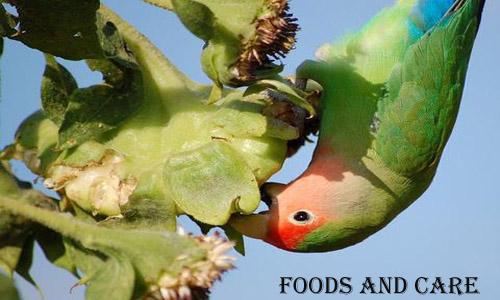 pets food and care pets foods and care which type of pets food and care pets foods and care which type of
