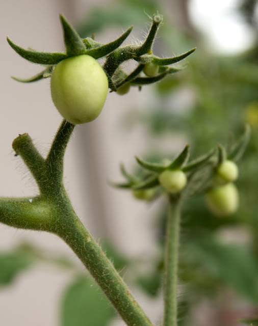 LargeFruited Red Cherry Tomatoes Adventures in Gardening Pohnpei