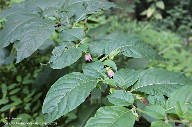 Tollkirsche Blüte Atropa belladonna