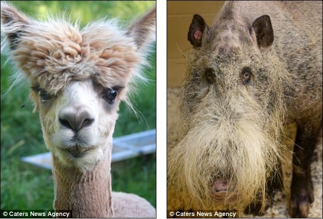 dailyanimalfwd: Brush with the wild: Hilarious animal photos show it's not  just humans who have bad hair days