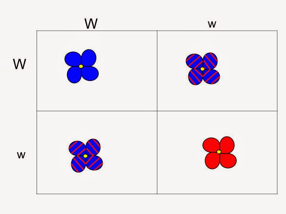 what does it mean if a trait is incompletely dominant